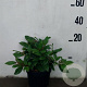 Viburnum davidii 40-50 cm 10L