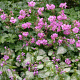 Geranium cant. 'Berggarten' GM P9