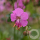 Geranium cant. 'Berggarten' GM P9