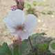 Geranium cant. 'Lohfelden' GM P9