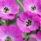 Geranium cin. Jolly Jewel Hot Pink GM P9