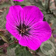 Geranium 'Dark Eyes' GM P9