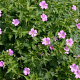Geranium ox. 'Claridge Druce' GM P9
