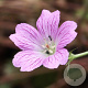 Geranium ox. 'Claridge Druce' GM P9