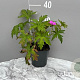 Geranium 'Patricia' GM 2,0L