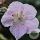 Geranium pr. 'Marshmallow' GM P9