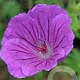 Geranium sang. 'Hannelore' GM P9