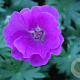 Geranium sang. 'New Hampsh. Purple' GM P9