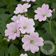 Geranium sang. 'Pink Summer' GM P9