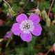 Geranium w. 'Kelly Anne' GM P9
