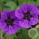 Geranium w. 'Mary Anne' GM P9