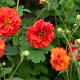 Geum 'Blazing Sunset' GM P9