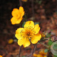 Geum 'Georgenberg' GM P9