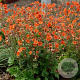 Geum Rustico Orange GM P9