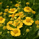 Helenium 'Kanaria' GM P9