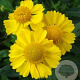 Helenium 'Kanaria' GM P9