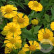 Helenium 'Kanaria' GM P9