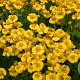 Helenium 'Kanaria' GM P9