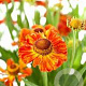 Helenium 'Ring of Fire' GM P9