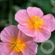 Helianthemum 'Rhodanthe Carneum' GM P9