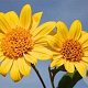 Helianthus dec. 'Meteor' GM P9