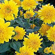 Helianthus 'Double Whammy' GM P9
