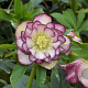 Helleborus o. 'Dble Ellen Picotee' GM P9