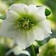 Helleborus o. 'Pretty Ellen White' GM P9