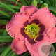 Hemerocallis 'Always Afternoon' GM P9