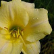 Hemerocallis 'Longfields Pearl' GM P9