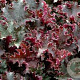 Heuchera 'Purple Petticoats' GM P9