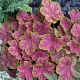 Heuchera 'Tiramisu' GM P9