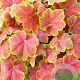 Heuchera 'Tiramisu' GM P9