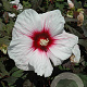 Hibiscus 'Kopper King' GM  P11