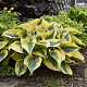 Hosta 'Autumn Frost' GM P9