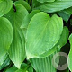 Hosta elata GM P9