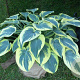 Hosta 'First Frost' GM P9