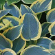 Hosta 'First Frost' GM P9