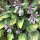 Hosta 'Great Expectations' GM P9