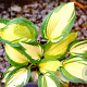 Hosta 'Great Expectations' GM P9