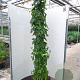 Humulus l. 'Nordbrau' 80 cm rozenpot 2L