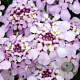 Iberis semp. 'Pink Ice' GM P9