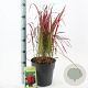 Imperata "Red Baron" 50-70 cm 6,5L