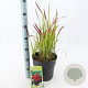 Imperata "Red Baron" 50-70 cm 6,5L