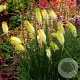 Kniphofia 'Pineapple Popsicle' GM P9