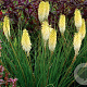 Kniphofia 'Pineapple Popsicle' GM P9