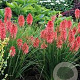 Kniphofia Poco Red GM P9