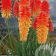 Kniphofia 'Poco Sunset' GM P9