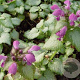 Lamium mac. 'Beacon Silver' GM P9