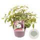 Viburnum plic. 'Watanabe' 30-35 cm 3,0L